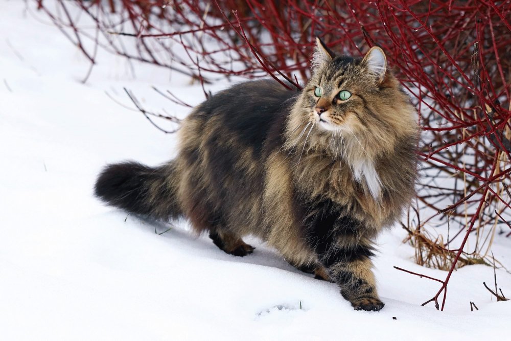Финская Лесная кошка