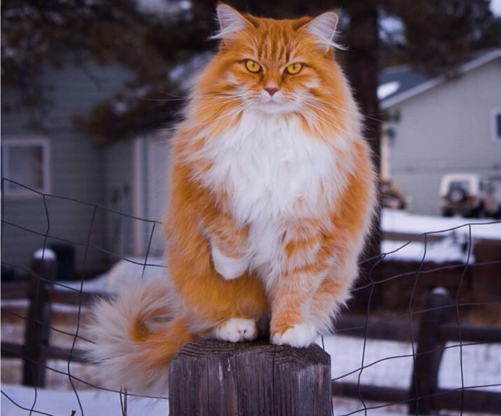 Норвежская Лесная кошка рыжая