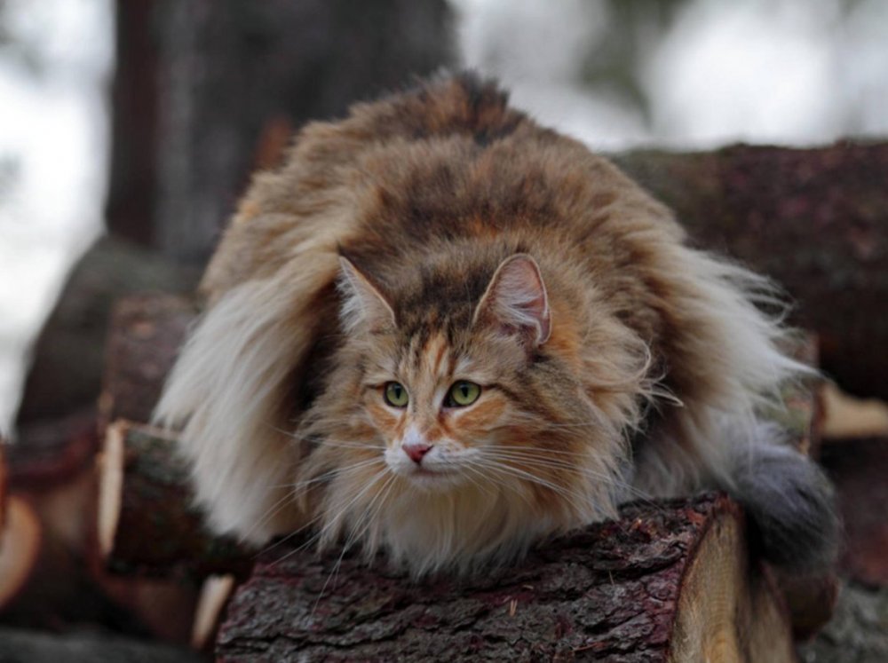 Скандинавский Лесной кот