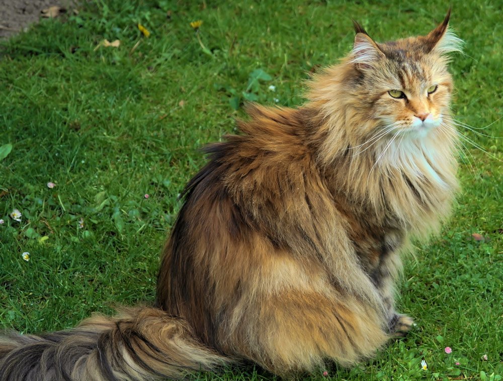Сибирская длинношерстная кошка
