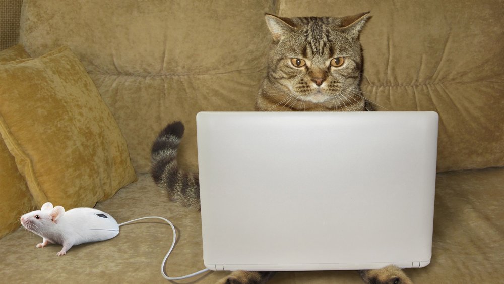Котик с ноутбуком