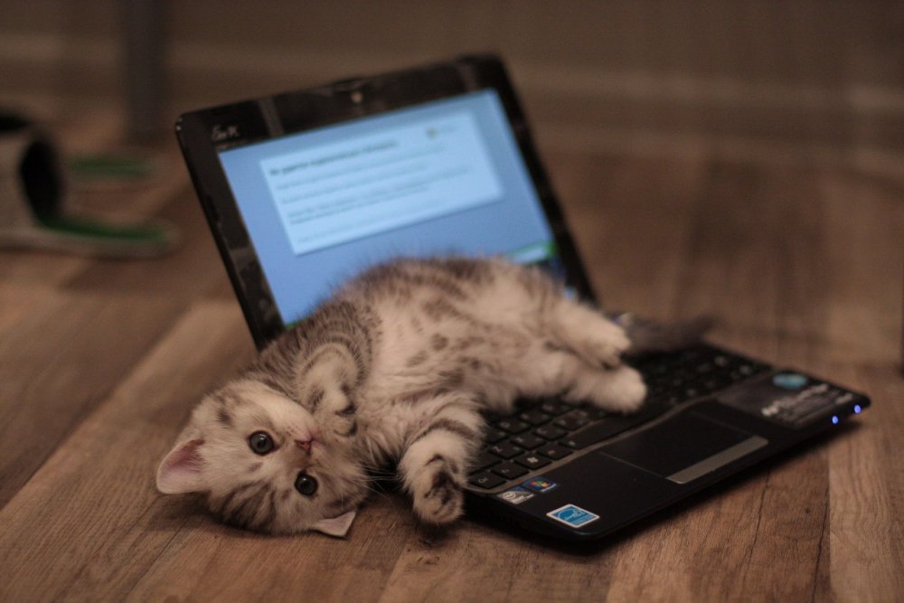Кот с ноутбуком