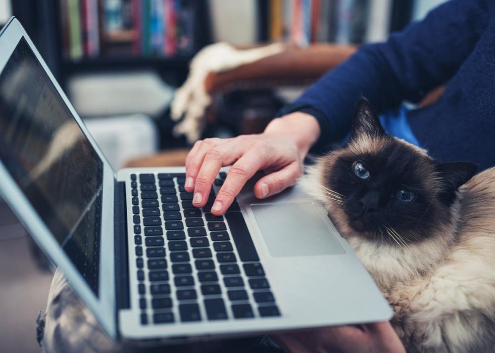 Коты за ноутбуком