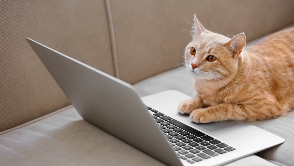 Рыжий кот и ноутбук