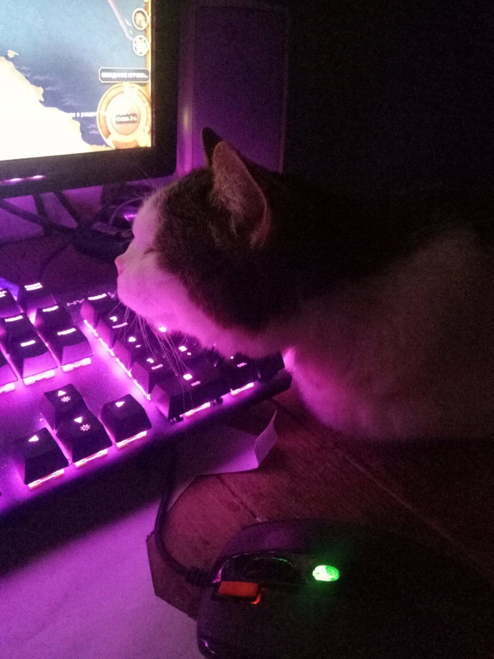 Кот на клавиатуре с подсветкой