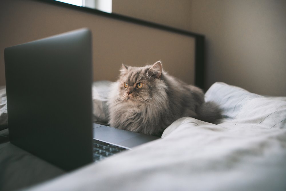Кот в постели с ноутбуком