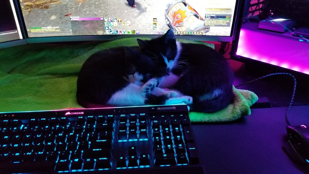 Кот за игровым компьютером