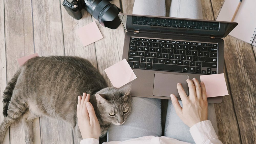 Девушка с ноутбуком и котом
