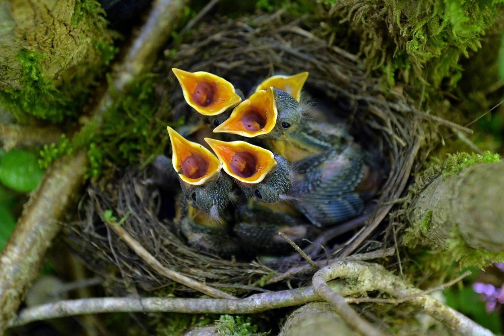 Обыкновенная лазоревка гнездо