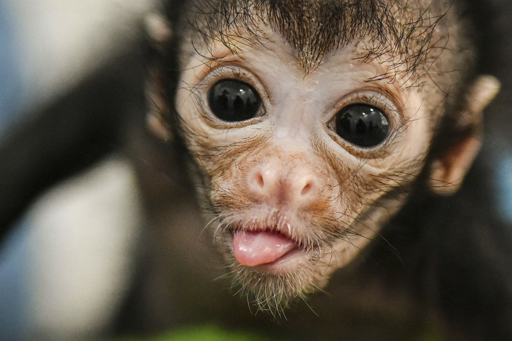 Маленькая обезьянка с языком
