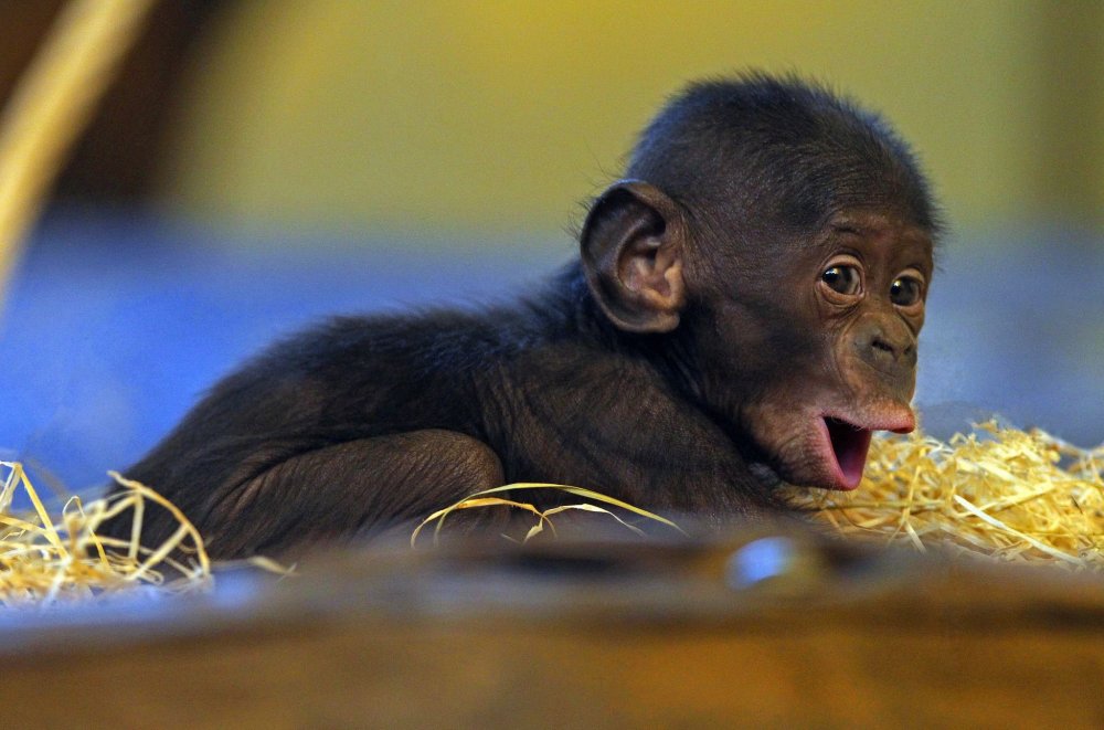 Африканский шимпанзе