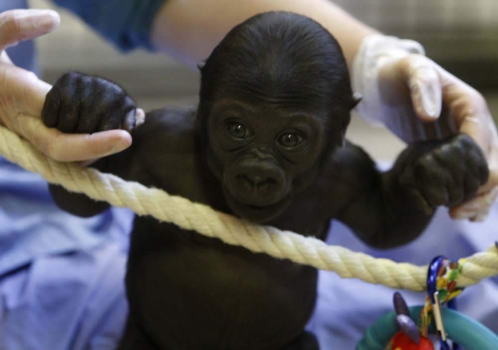 Шимпанзе с протянутой рукой