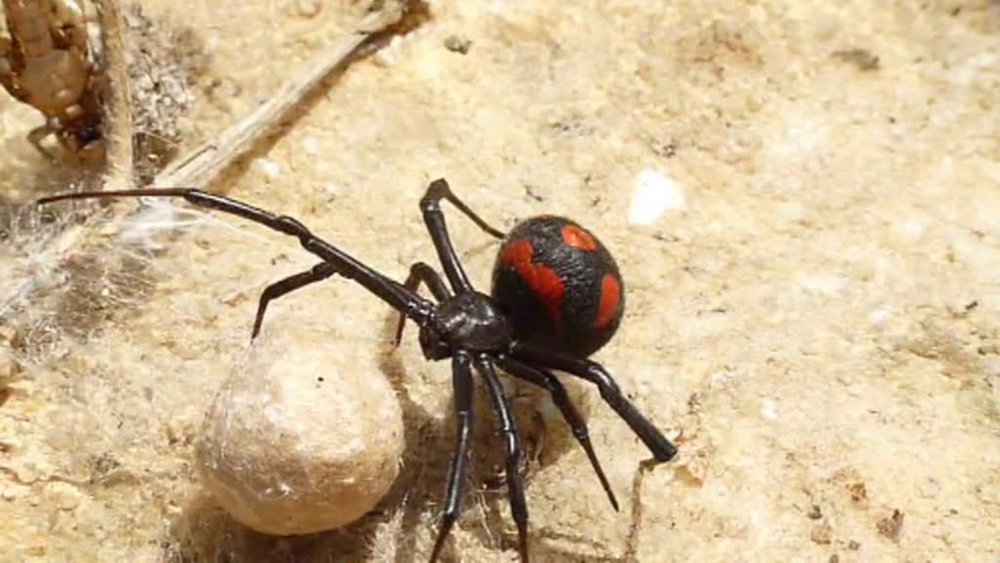 Виноградный паук в Краснодарском крае