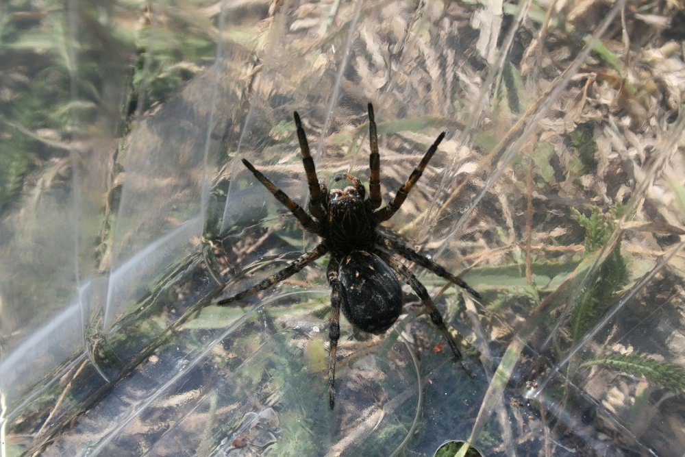Астраханский паук Каракурт