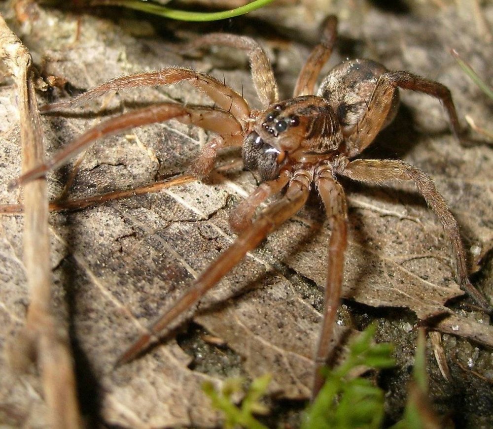 Ядовитый паук Крыма Каракурт