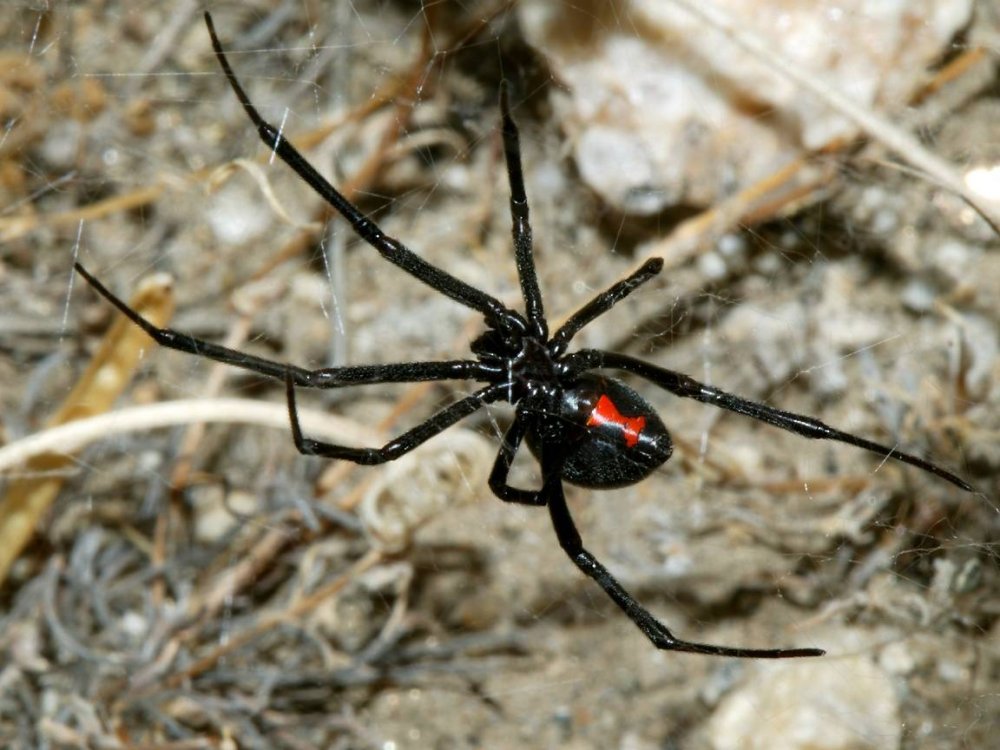Самый ядовитый паук