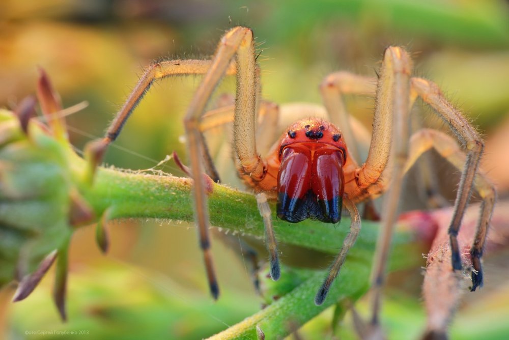 Ядовитые пауки Краснодарского края