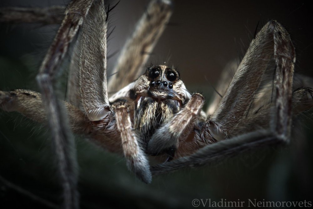 Большие пауки Краснодарского края