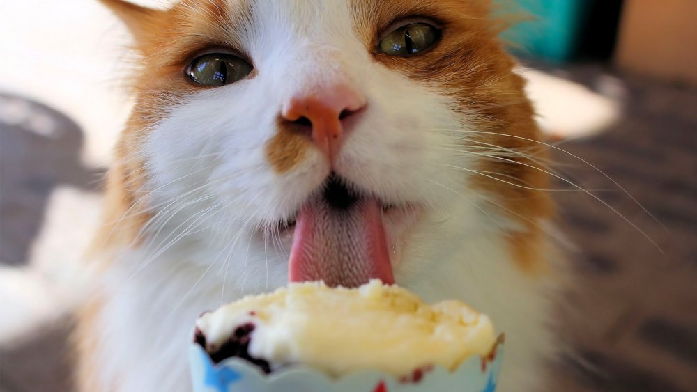 Котик ест мороженое