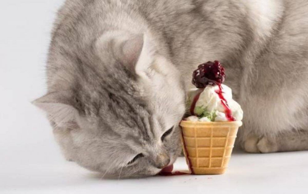Кошка с мороженым