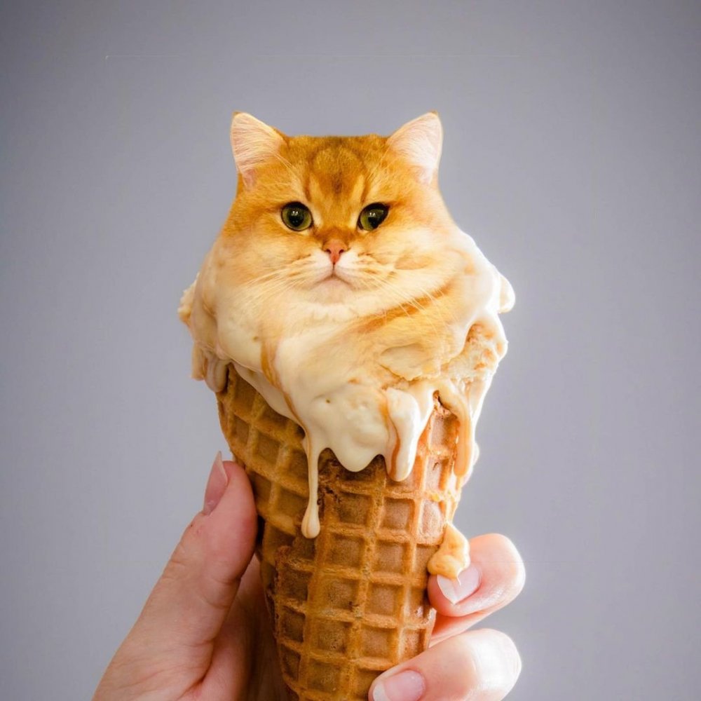 Коты и мороженое