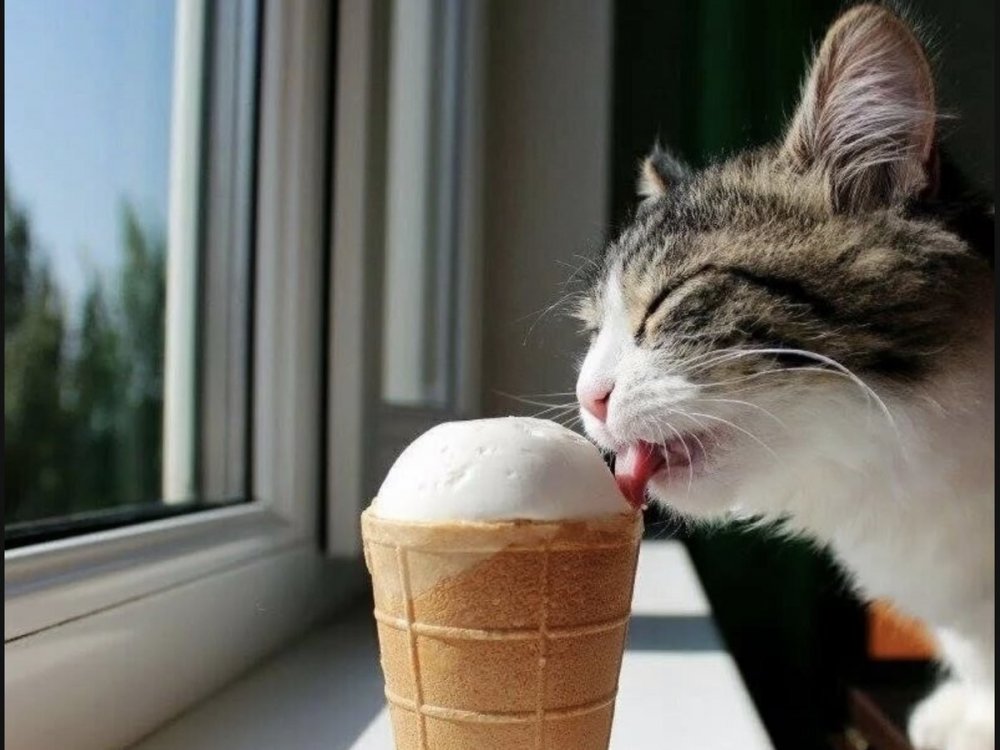 Котик ест мороженое