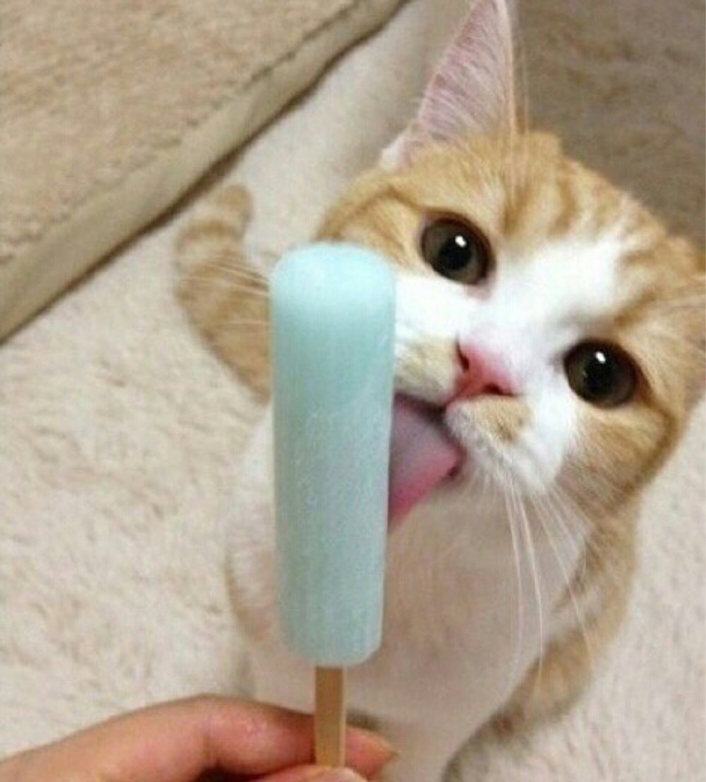 Кот с мороженым