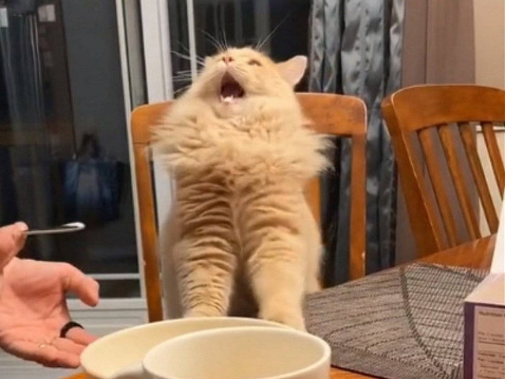Кот попробовал мороженое