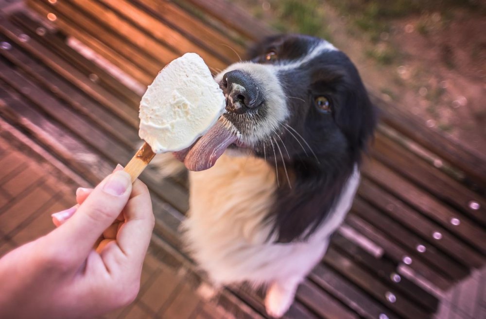 Собачье мороженое