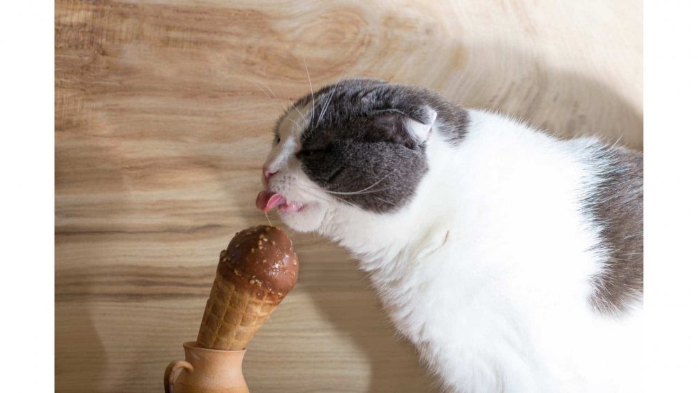 Кот кушает мороженое