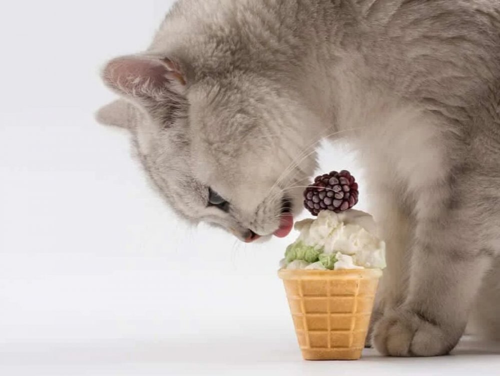 Котик и сладости