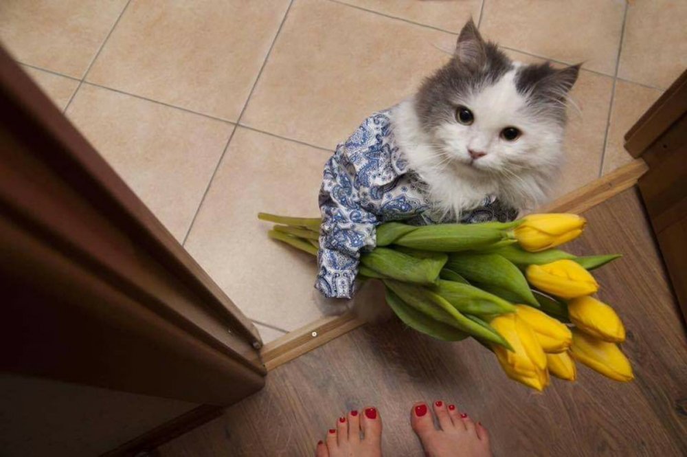Кот дарит тюльпаны