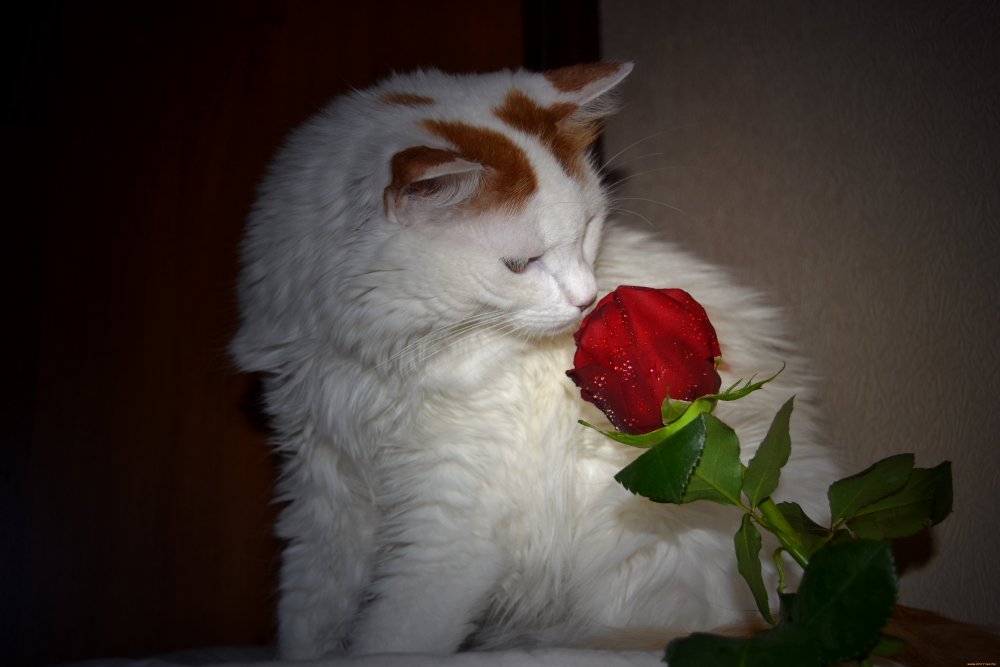 Кот есть цветы букет