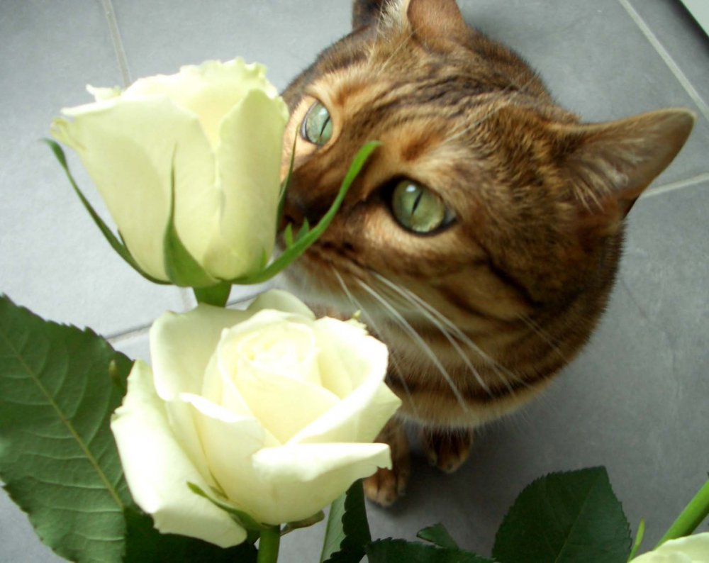 Вислоухий кот с цветами