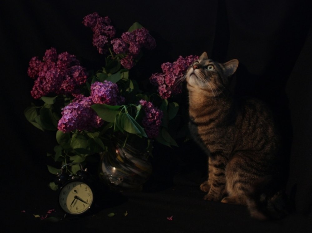 Рыжий котик и цветок