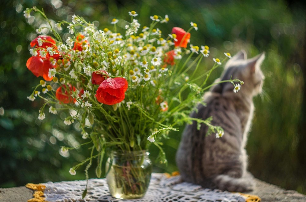 Кошки и цветы
