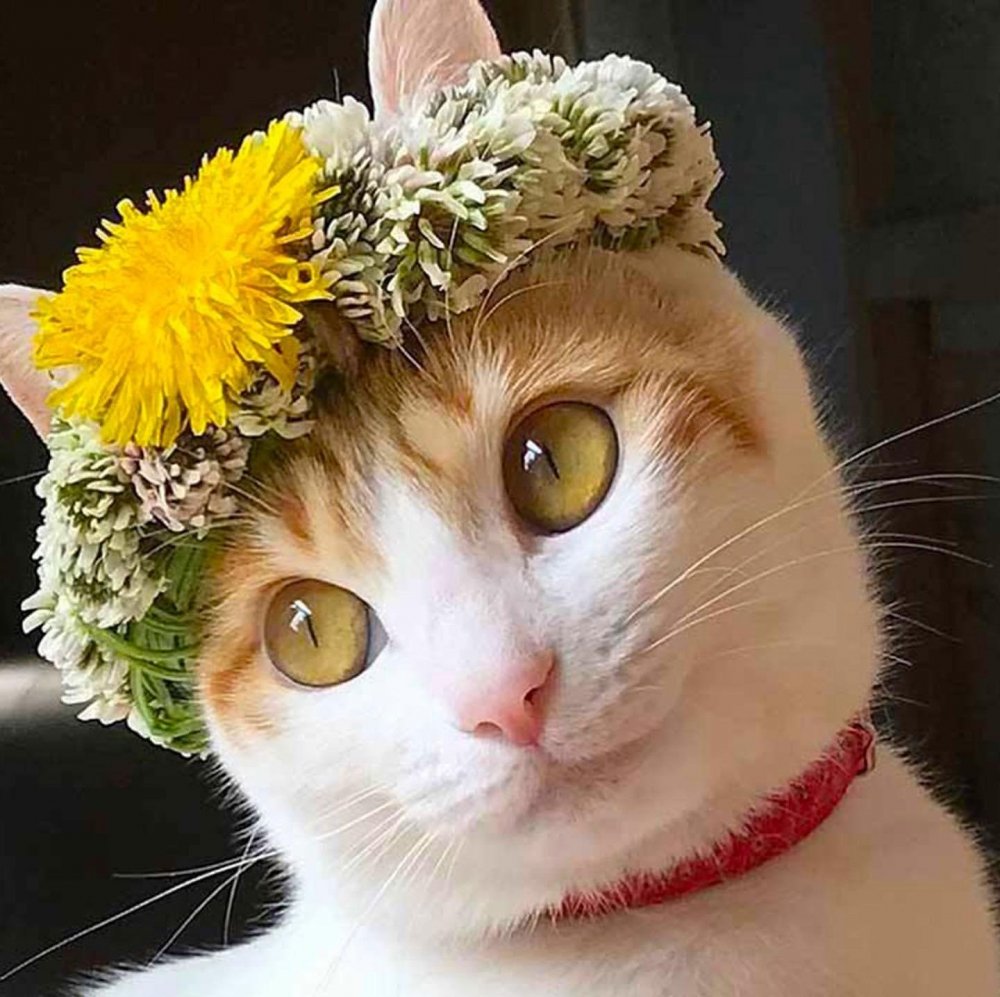 Кот с цветами в лапах