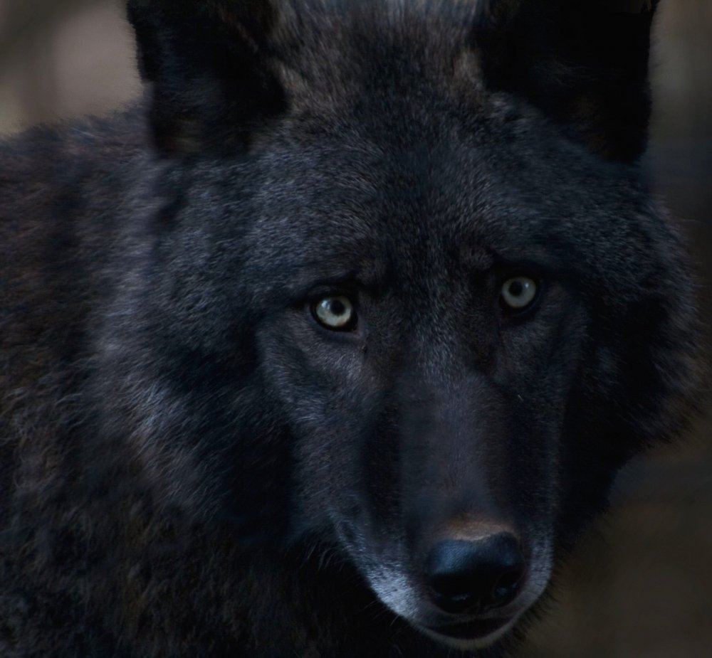 Чёрный волк с зелёными глазами