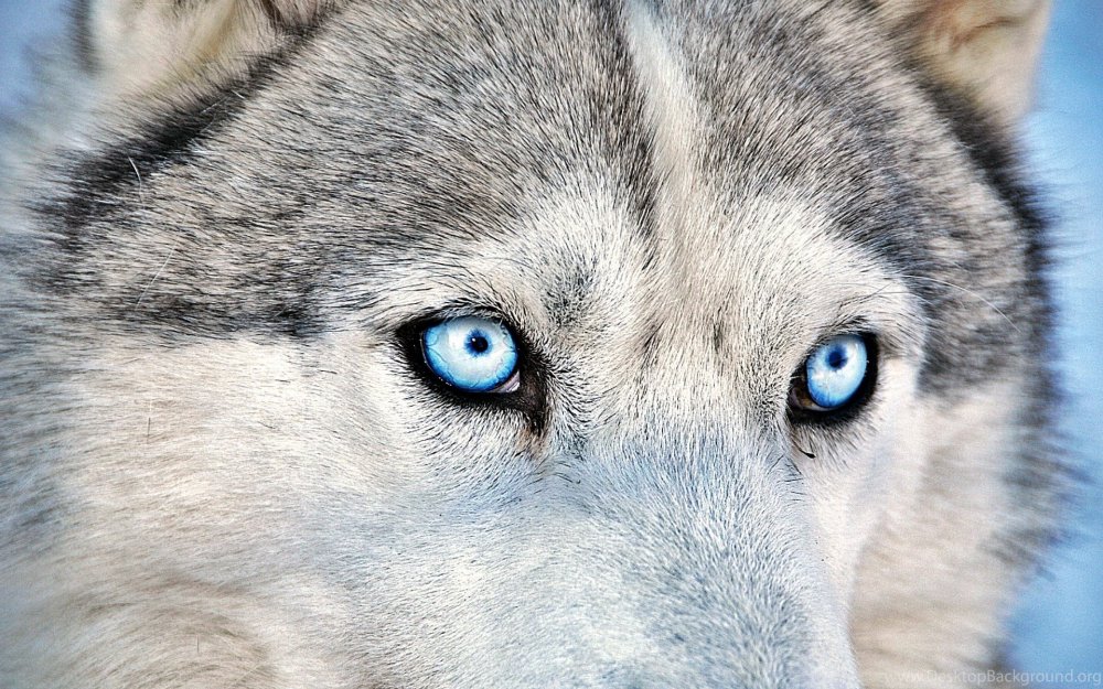 Серый волк с голубыми глазами