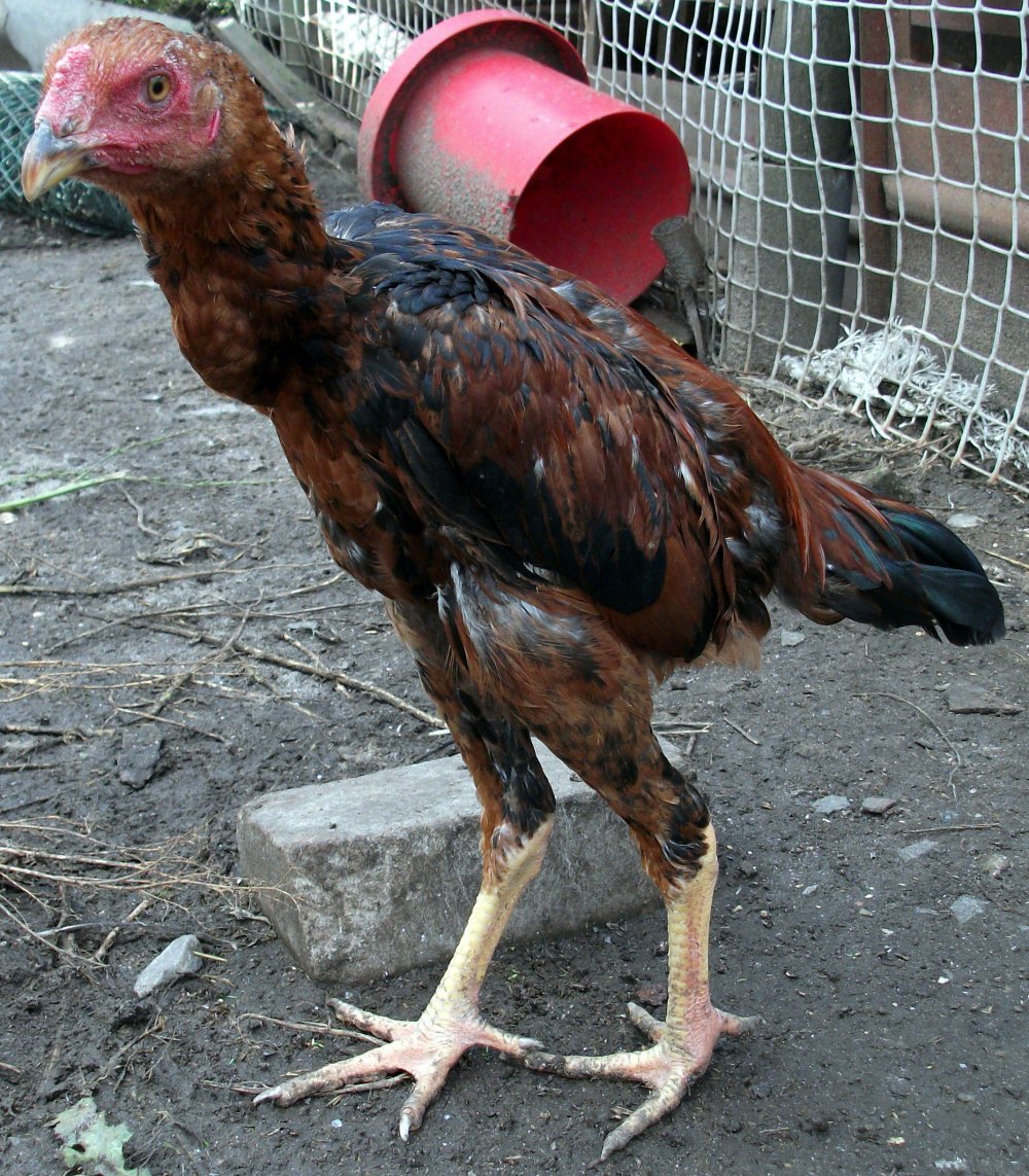 Дакан Шамо цыплята