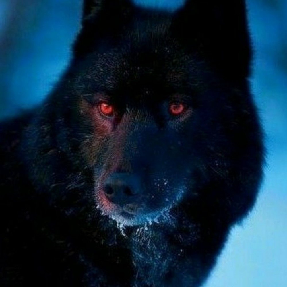 Канадский волк меланист