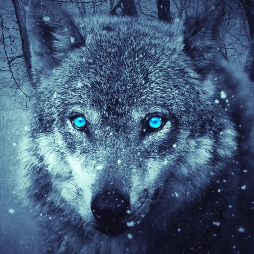 Молодые волки с голубыми глазами