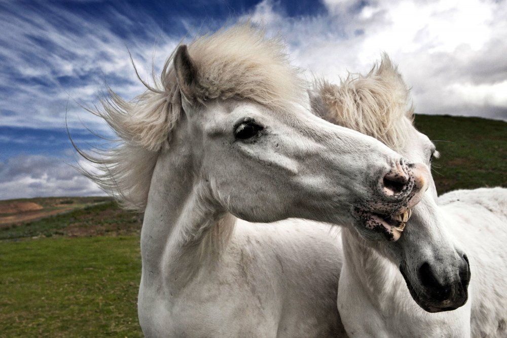 Мир животных дикий лошадей