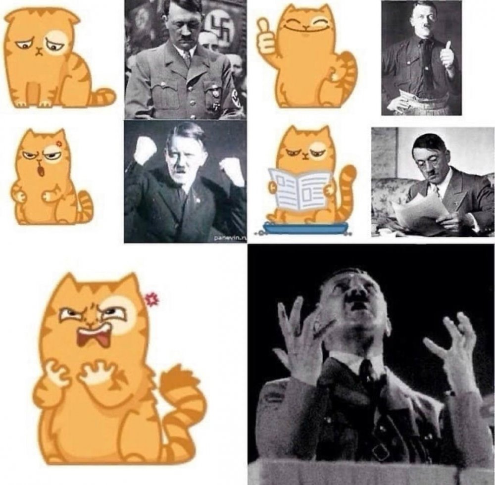 Кот ВК Гитлер
