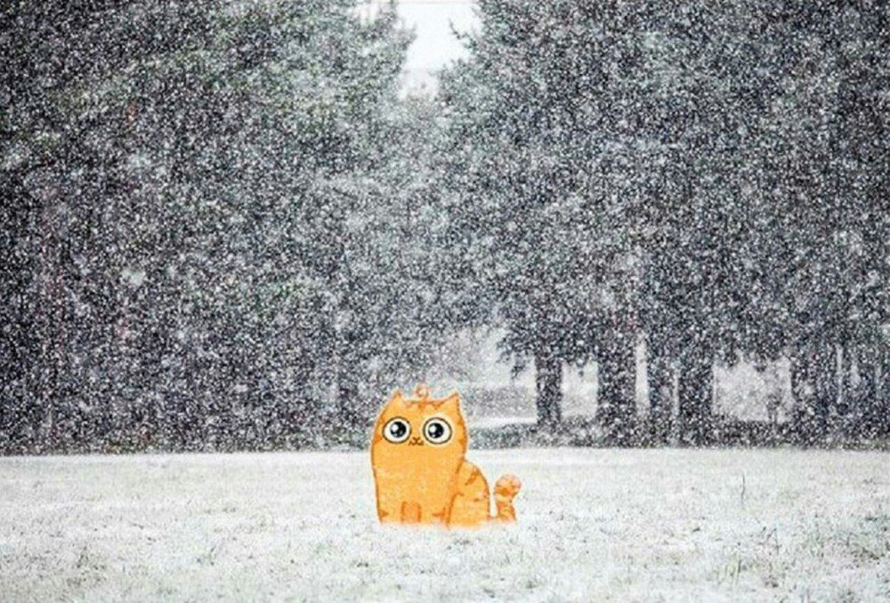 Кот персик в снегу