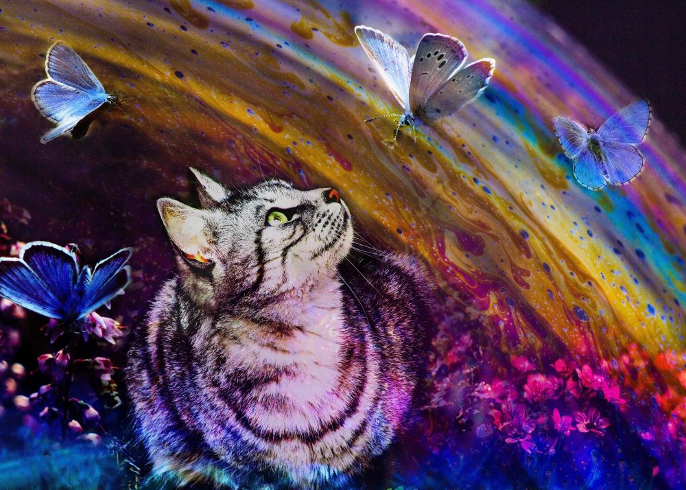 Кошка на радуге