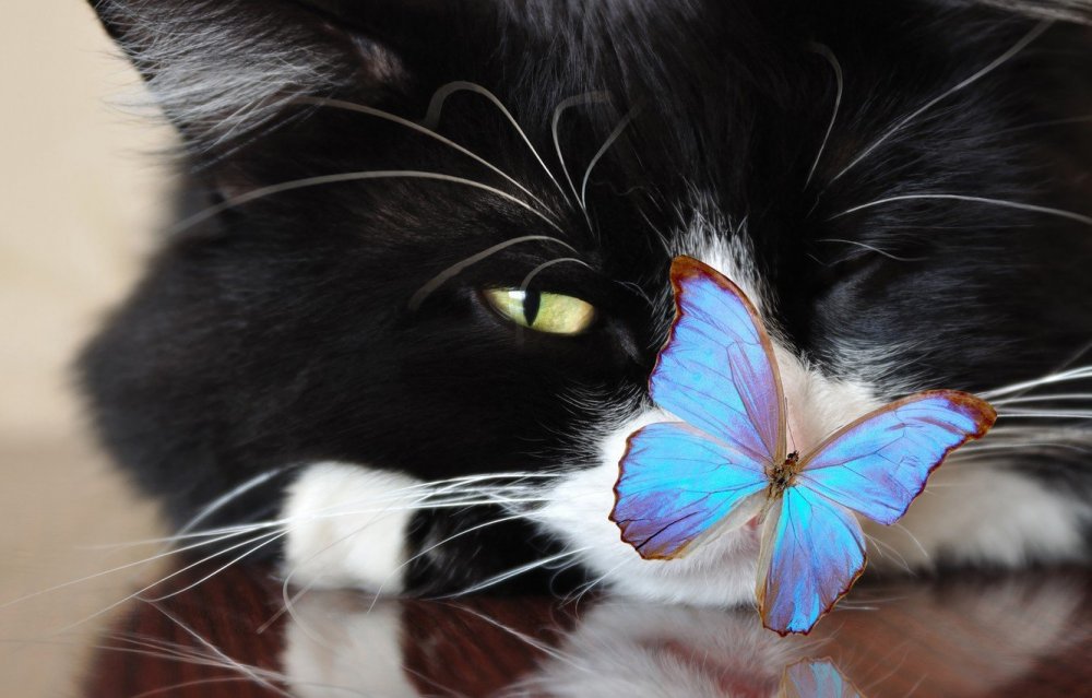 Кот с бабочкой на носу