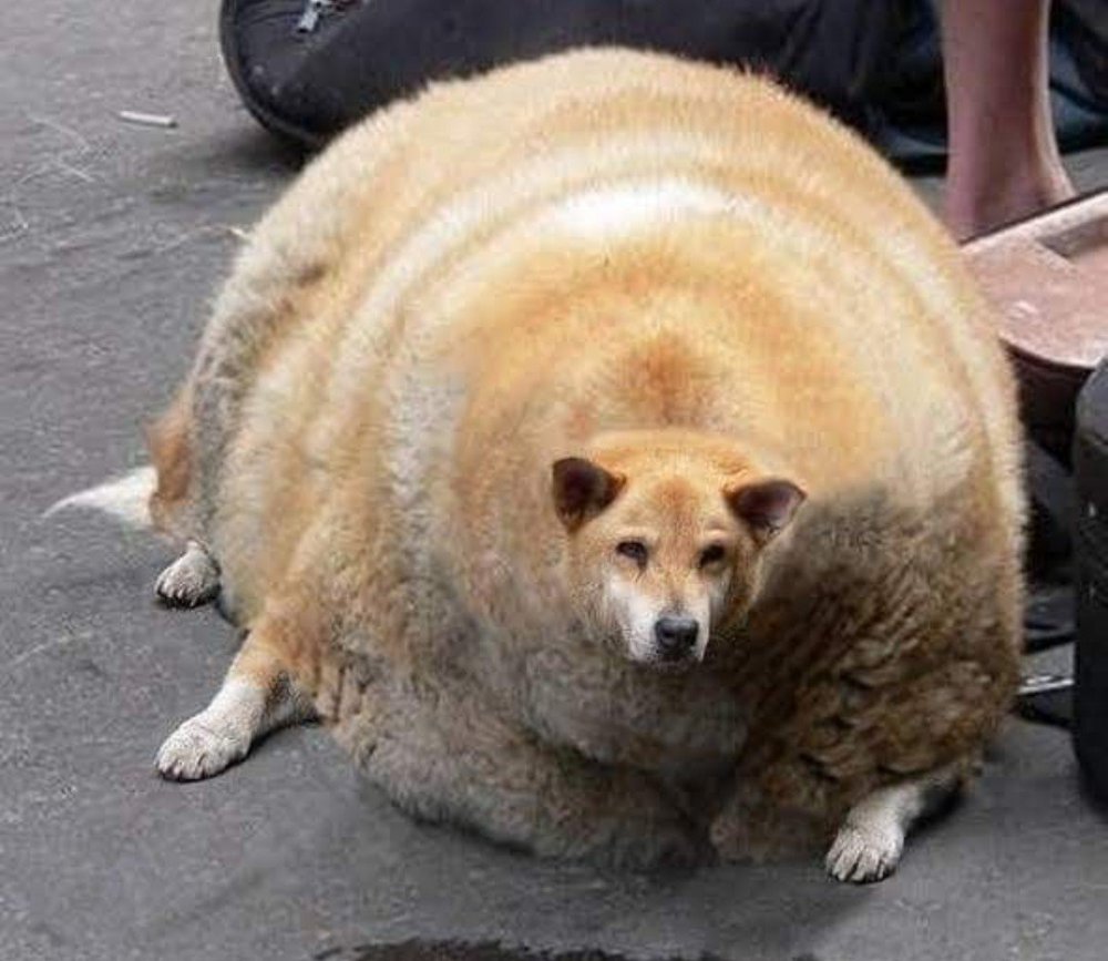 Самая толстая собака в мире