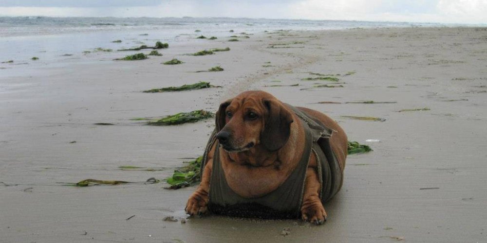 Толстая собака на набережной фото
