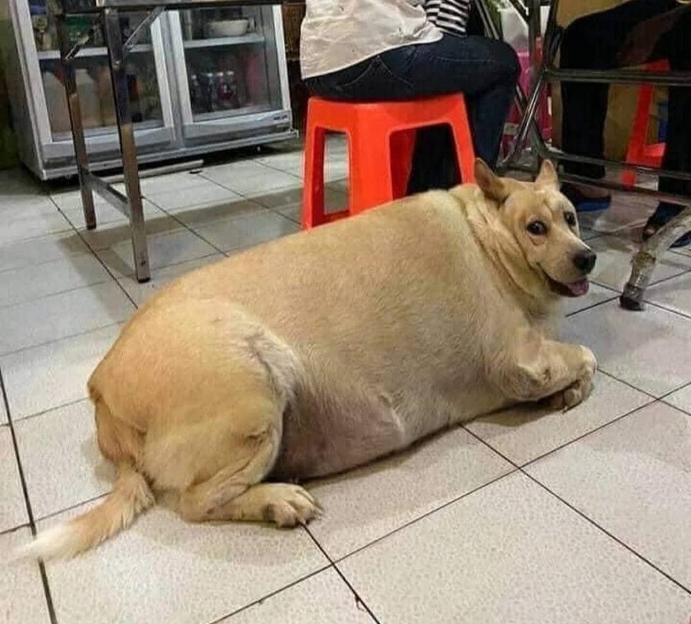 Жирный пес
